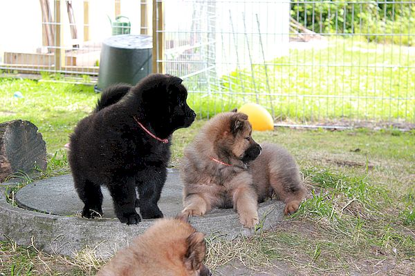 Nika und Nianyo