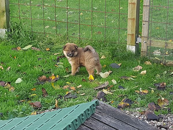 Odin