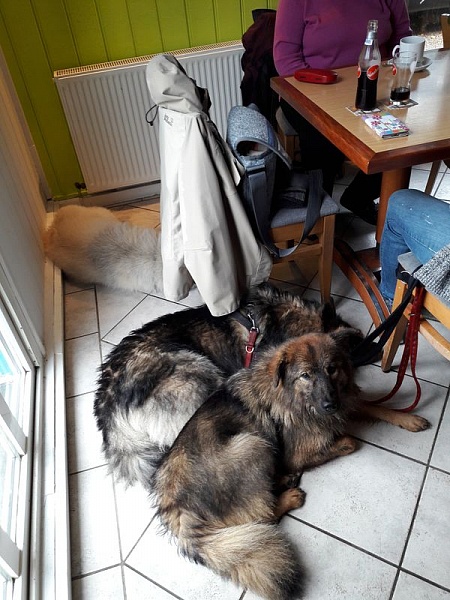 Wie begossene Pudel