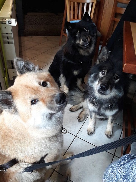 Das Trio vom Arenholzer See