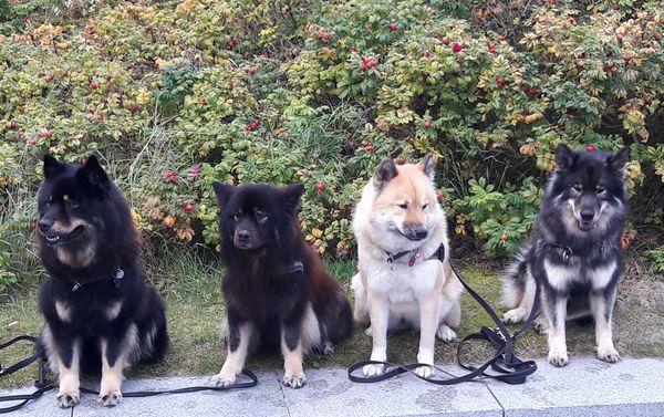 Shari, Hummel, Anouk und Amal