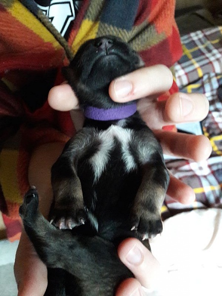 Fräulein Lila