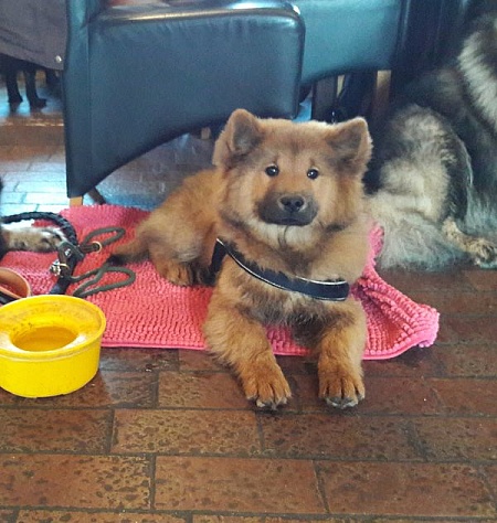 Stella auf dem L-Wurftreffen