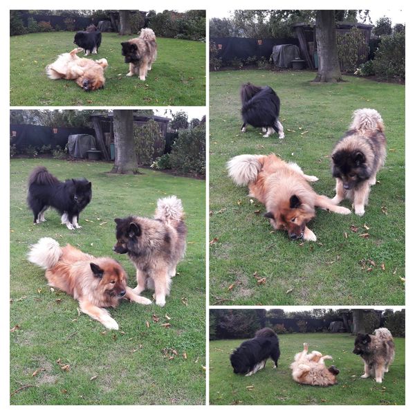 Lenka mit Fenris und Inouk