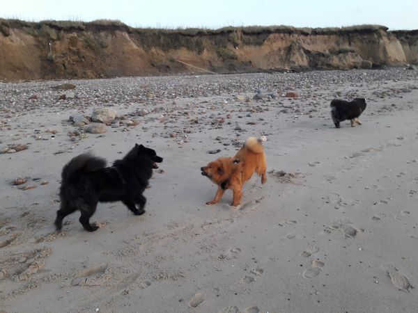 Piri, Stella und Cuba
