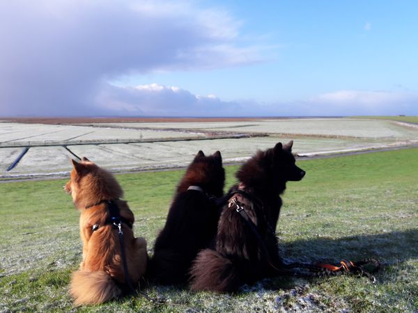 Stella, Cuba und Piri