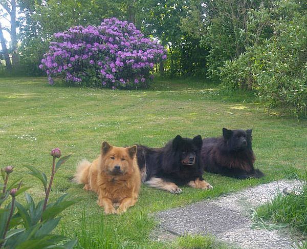 Unsere drei Eurasier-Mädels
