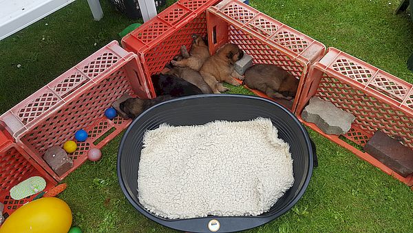 Der weiche Hundekorb