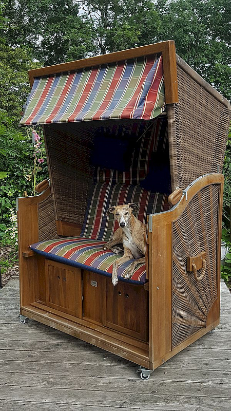 Ein Whippet hingegen