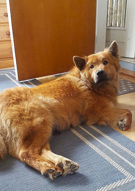 Stella ist ermattet.