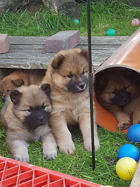 Nayeli und Nuko