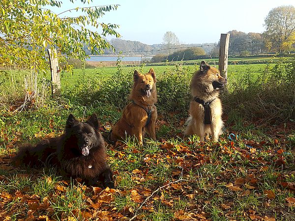Piri, Stella, Milow