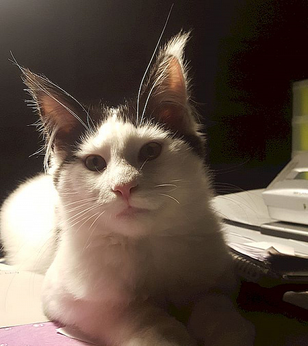 Willi (Willow)