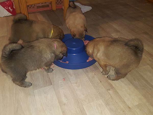 Erste Barf-Mahlzeit