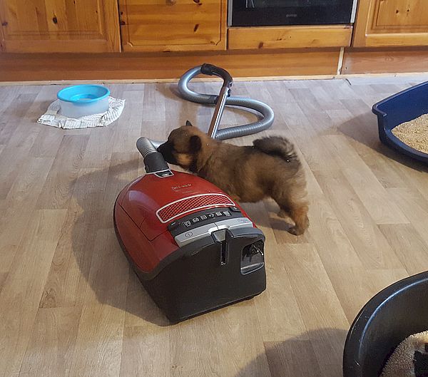 Erste Bekanntschaft mit dem Staubsauger