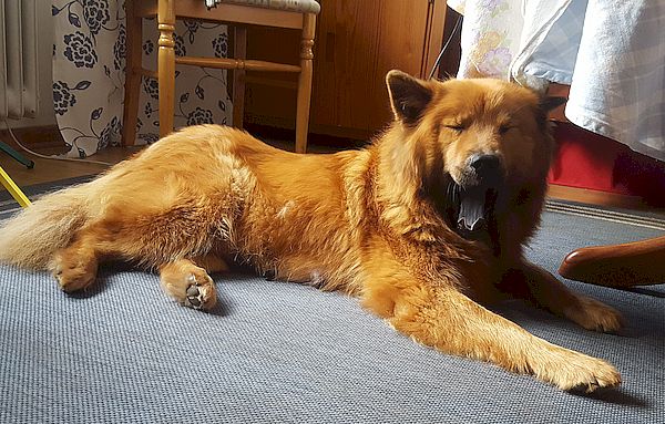Meine acht Kinder schaffen mich!