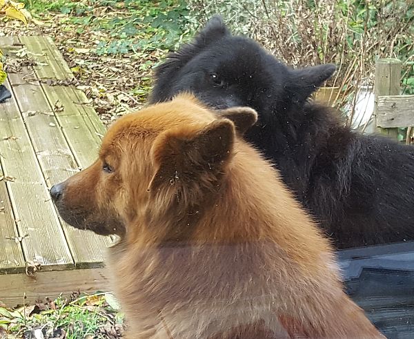 Piri putzt Stellas Ohren aus