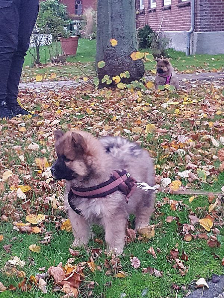 Aloy