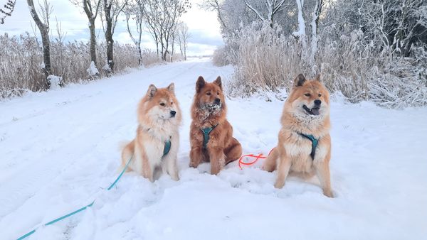 Osa, Stella und Manja