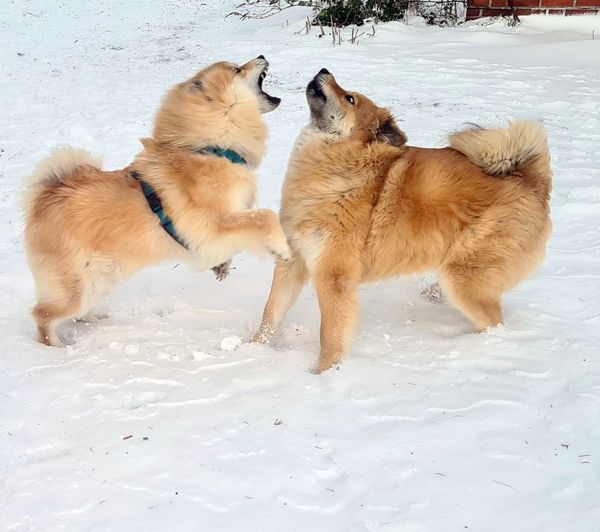 Osa und Manja