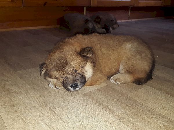 Odin