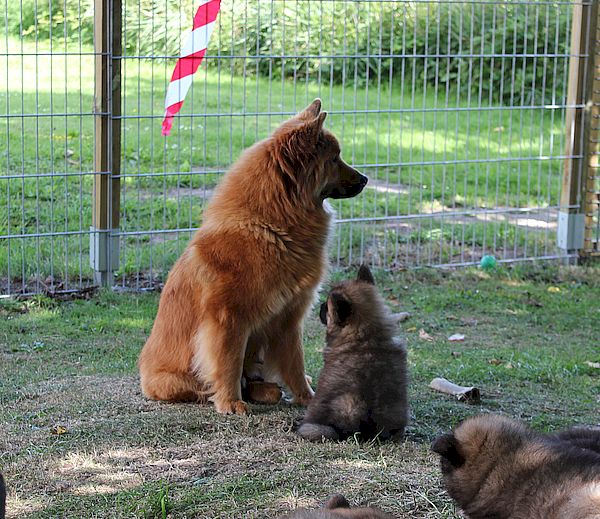 Stella und Niró 