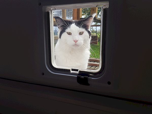 Willi hat jetzt eine Katzenklappe