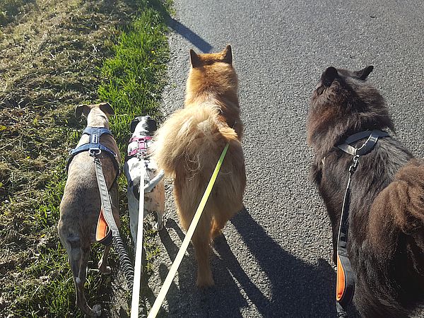 Ginger, Bille, Stella und Piri
