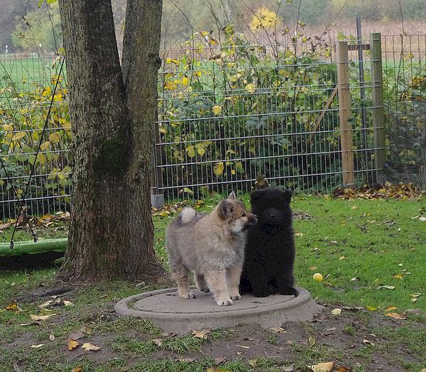 Nelly und Blue