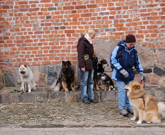Yelly, Frodo, Sam und Momo, Dina