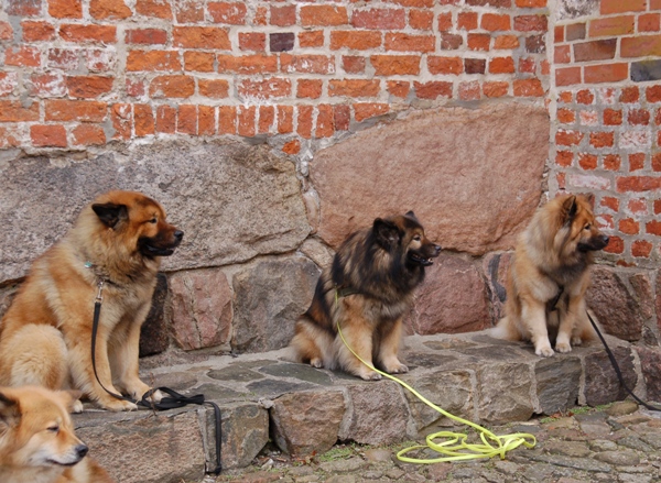 Dina, Fenris, Lenka, Aslan