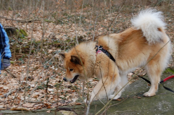 Dina