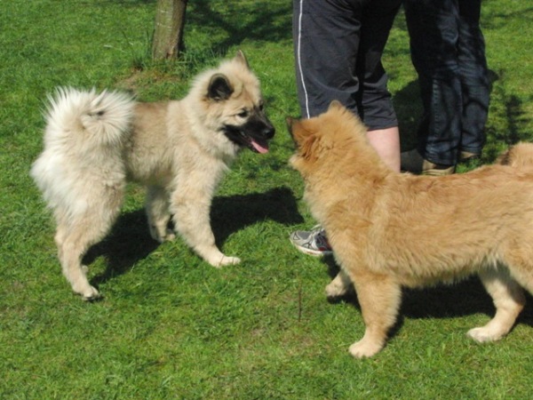 Gandhi und Newa