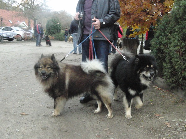 Asco und Amigo