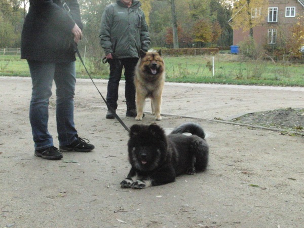Baby Inouk