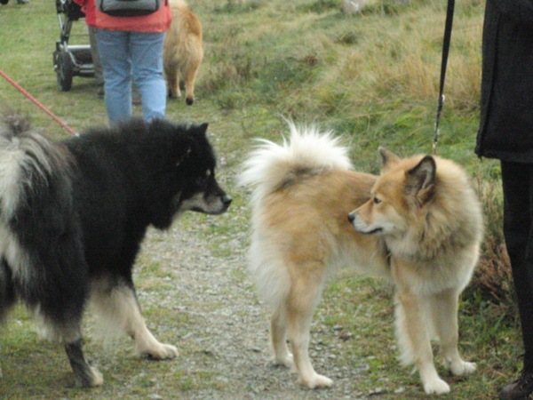 Amigo und Dina