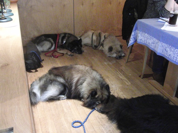 Die Hunde sind kaputt