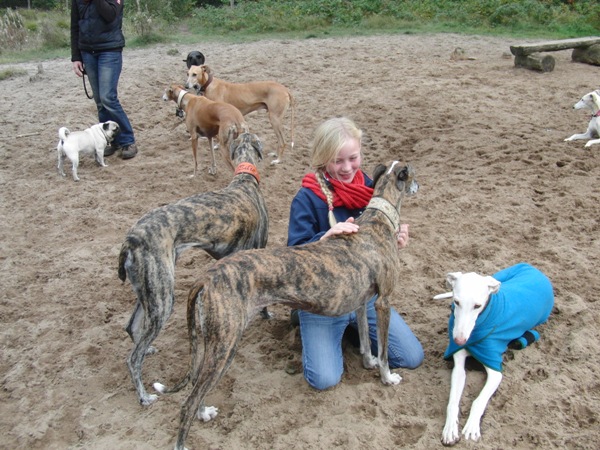 Im Hundefreilauf