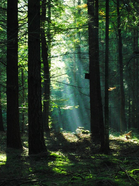 Ein verwunschener Wald