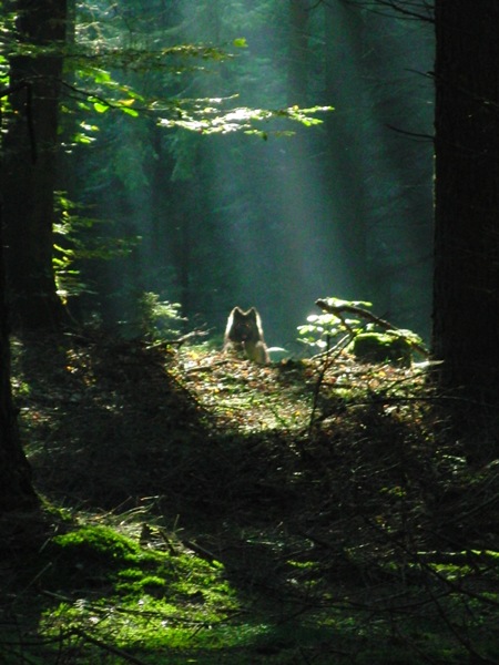 Lenka als Märchenwolf