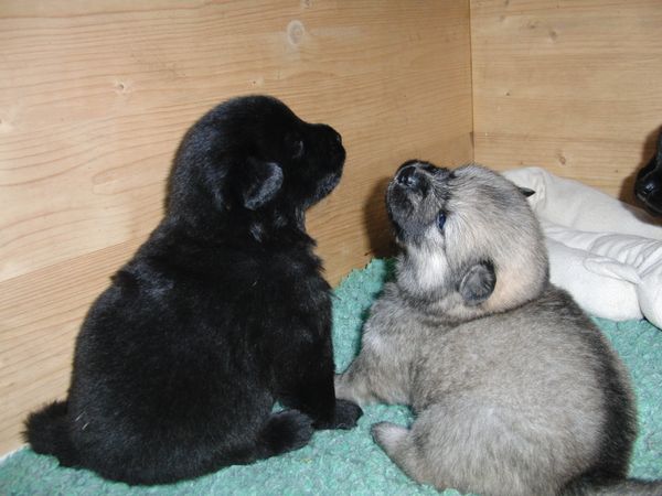 Piri und Eywa