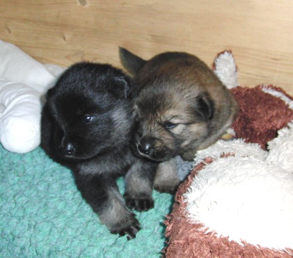 Jim und Jago