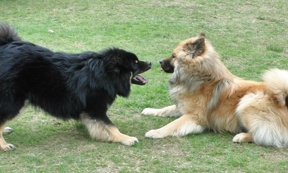 Havana und Hugo