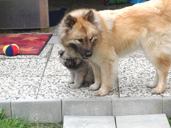 Newa und Eywa
