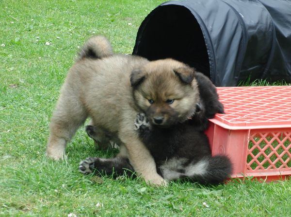 Jago und Jim