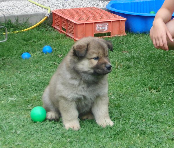 Jago