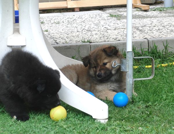 Piri und Jago