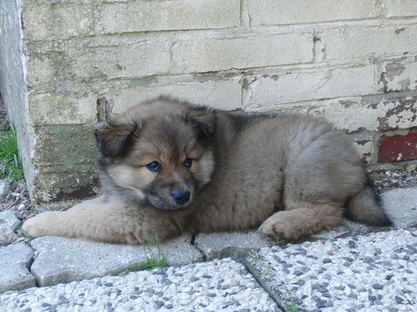 Jago