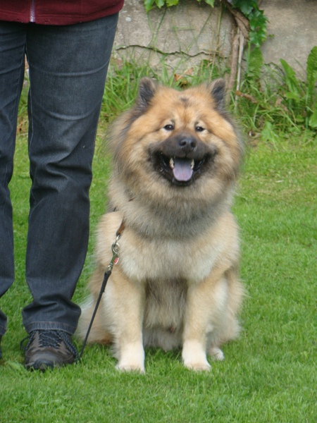 Aslan von der Schloburg