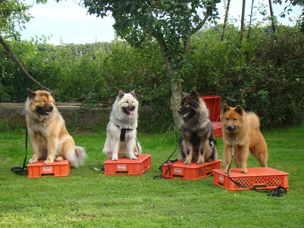Fenris, Yelly, Frodo, Lina